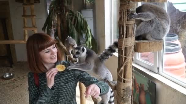 Lemury Dziewczyna Kanały Lemury — Wideo stockowe