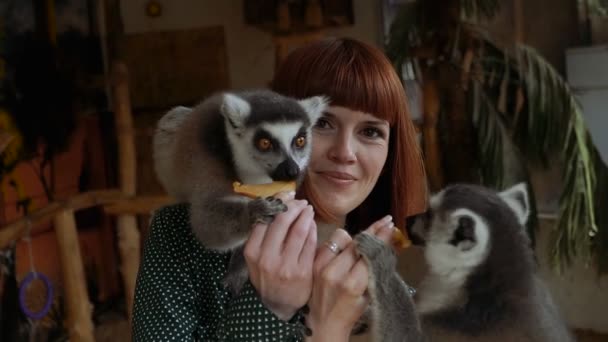 Lemurs Girl Feeds Lemurs — Stock Video