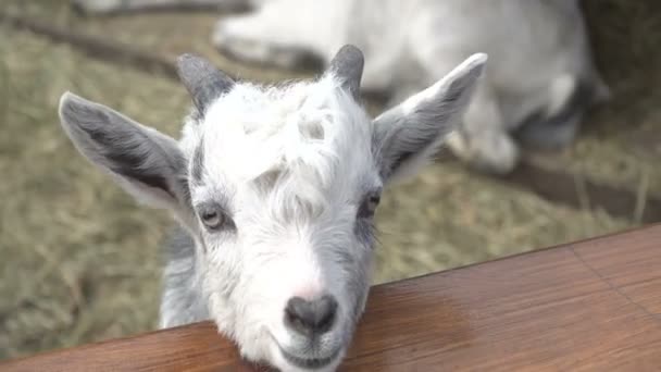 Une chèvre. Une chèvre blanche gît sur le foin 