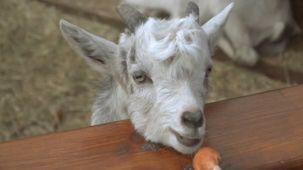 Une chèvre. Une chèvre blanche gît sur le foin 