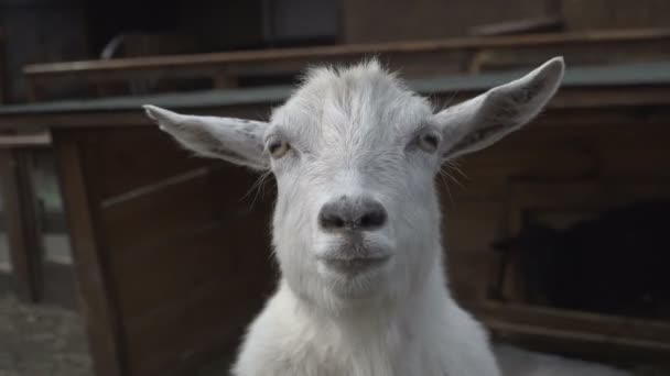 Une chèvre. Une chèvre blanche gît sur le foin 