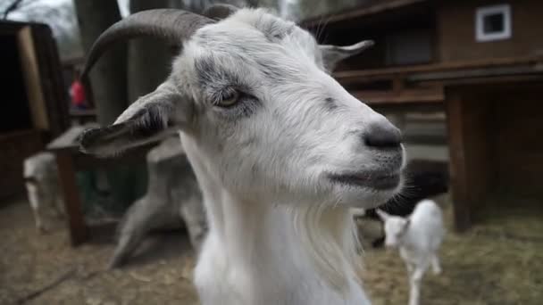 Keçi Beyaz Keçi Saman Üzerinde Yatıyor — Stok video