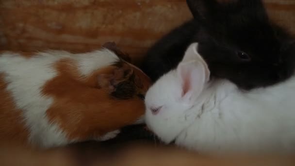 Konijnen Cavia Eten — Stockvideo