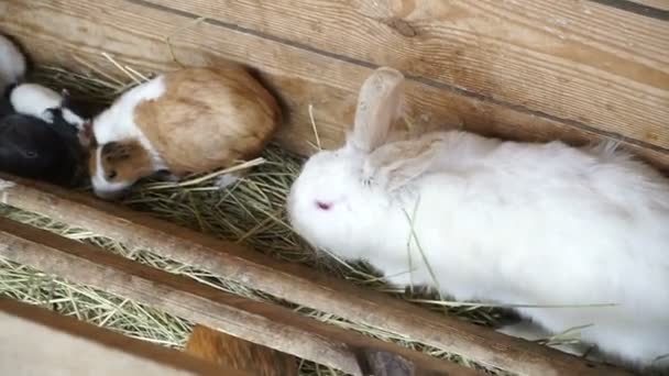 Kaniner Och Marsvin Äter — Stockvideo