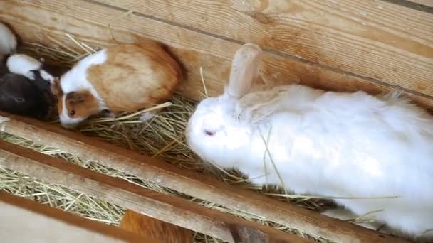 Les lapins et les cobayes mangent 