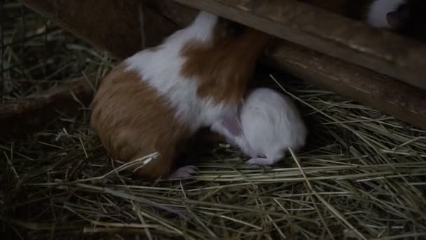 Cerdos Guinea Familia Cobayas — Vídeos de Stock
