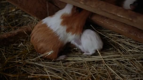 Cerdos Guinea Familia Cobayas — Vídeos de Stock