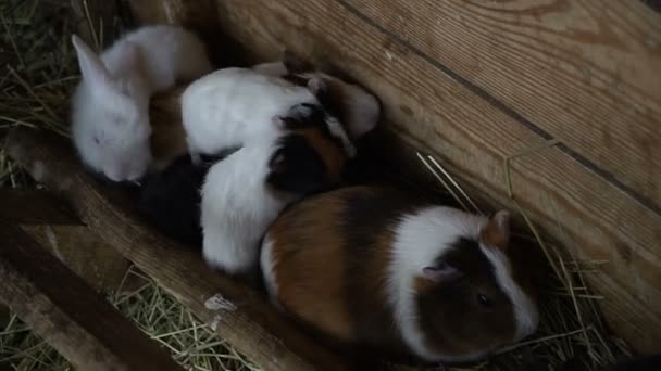 Cavia Familie Van Cavia — Stockvideo