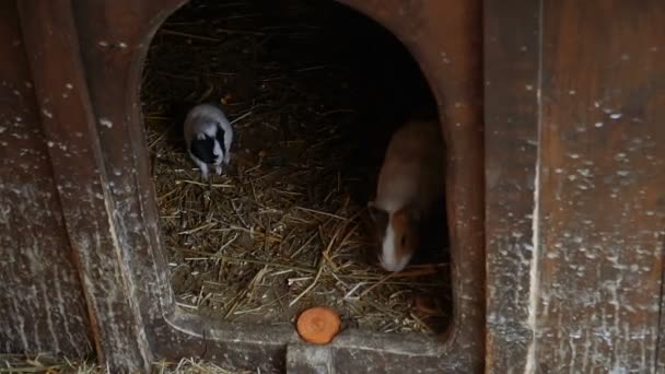 Cerdos Guinea Familia Cobayas — Vídeo de stock