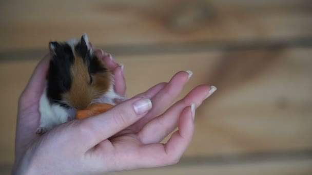 Cavia Mani Femminili Tengono Cavia — Video Stock