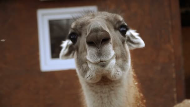 Lama Muzzle Llama — Stock Video