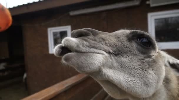 Lama Muzzle Llama — Stock Video