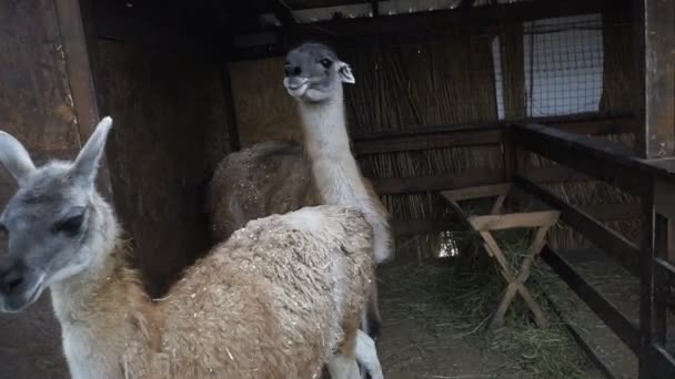 Λάμα Ρύγχος Του Llama — Αρχείο Βίντεο