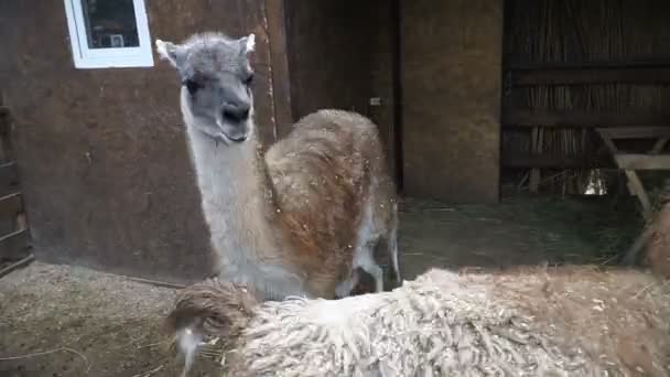 Copulación Copulación Llama Lama Bozal Llama — Vídeo de stock