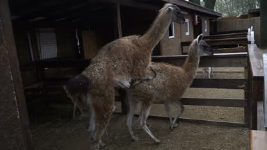 Birleşme. Lama copulate. Lama. Lama namlu