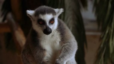 Lemur. Lemur meyve yiyor