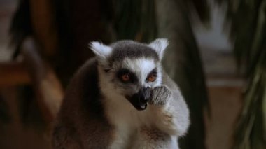 Lemur. Lemur meyve yiyor