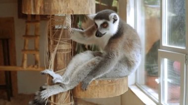 Lemur. Lemur meyve yiyor