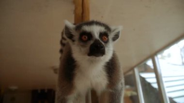 Lemur. Lemur meyve yiyor