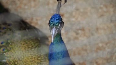 Tavus kuşu. Bir kafeste peacock