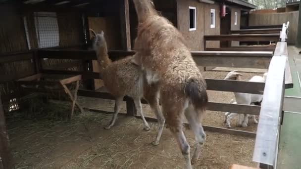 Kopulation Lamas Kopulieren Lama Schnauze Des Lamas — Stockvideo