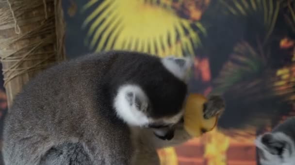 Lemur Lemur Zjada Owoce — Wideo stockowe