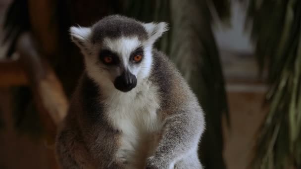 Lemur Lemur Zjada Owoce — Wideo stockowe
