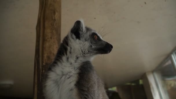 Lemur Lemur Come Fruta — Vídeo de stock