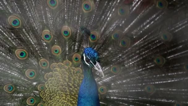 Peacock Påfågel Bur — Stockvideo