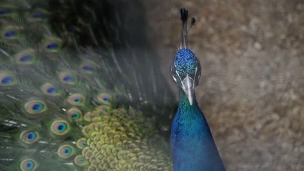 Peacock Peacock Een Kooi — Stockvideo