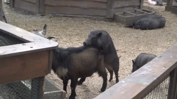 Schwein Das Schwein Schläft — Stockvideo