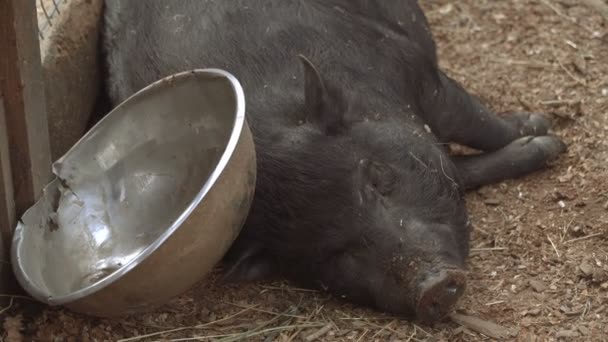 Schwein Das Schwein Schläft — Stockvideo