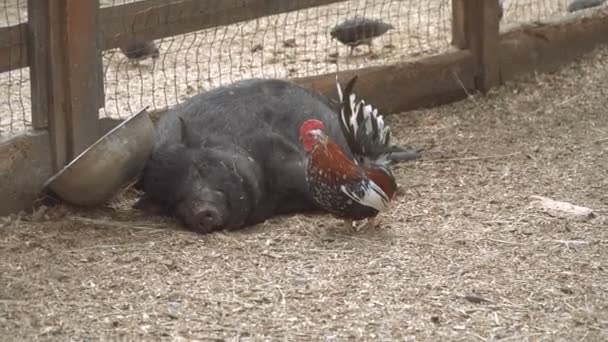 Cerdo Cerdo Está Durmiendo — Vídeos de Stock