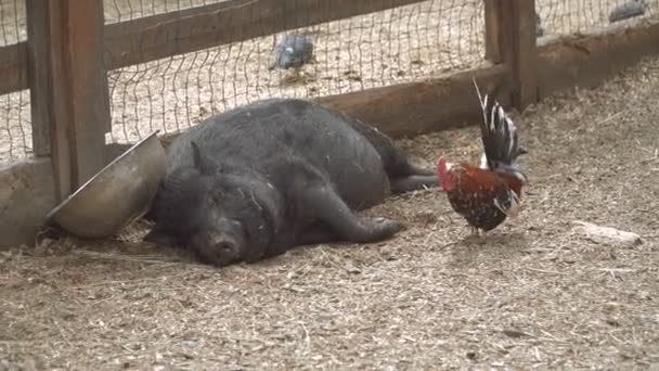 Cerdo Cerdo Está Durmiendo — Vídeos de Stock