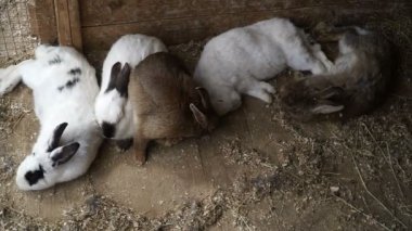 Tavşan. Tavşan uyuyor