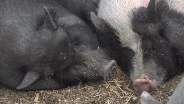 Cerdo Cerdo Está Durmiendo — Vídeo de stock