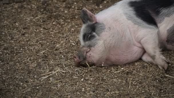 Pig Pig Sleeping — Stock Video