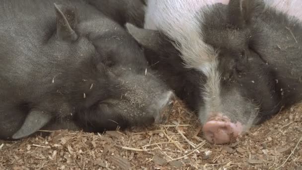 Świnia Świnia Jest Spanie — Wideo stockowe