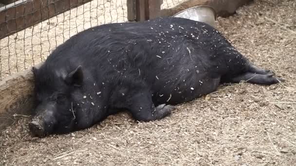 Cerdo Cerdo Está Durmiendo — Vídeos de Stock