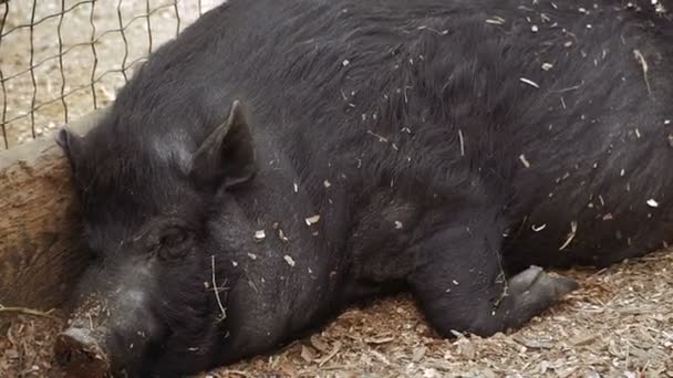 Cerdo Cerdo Está Durmiendo — Vídeos de Stock