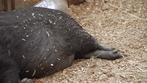 Cerdo Cerdo Está Durmiendo — Vídeos de Stock