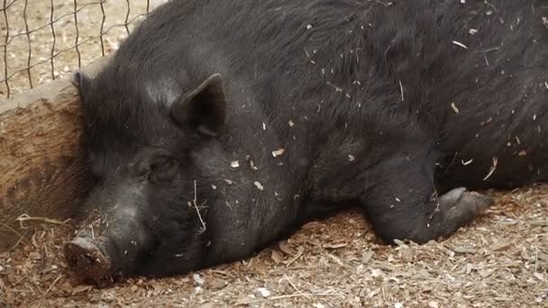 Cerdo Cerdo Está Durmiendo — Vídeos de Stock