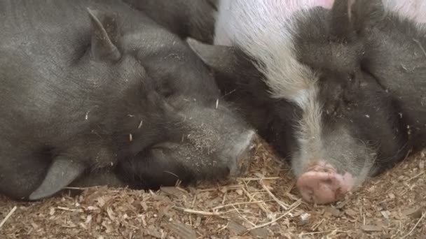 Свинья Свинья Спит — стоковое видео