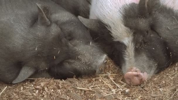 Schwein Das Schwein Schläft — Stockvideo