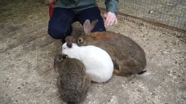 Kaninchen Kaninchen Schläft — Stockvideo