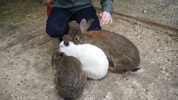 Conejo Rabbit Está Durmiendo — Vídeo de stock