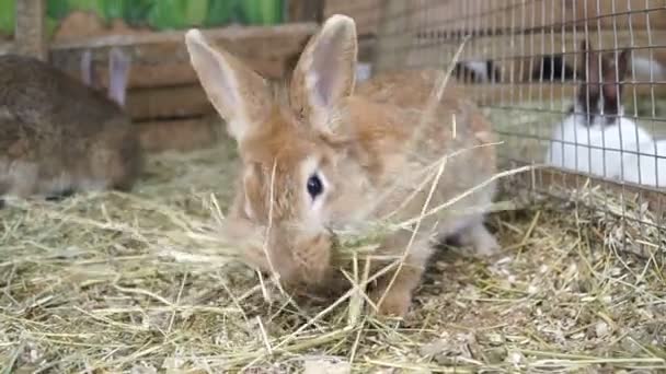 Coniglio Rabbit Sta Dormendo — Video Stock