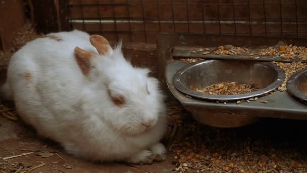 Coniglio Rabbit Sta Dormendo — Video Stock