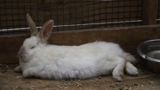 Conejo Rabbit Está Durmiendo — Vídeo de stock