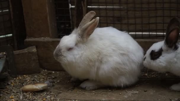 Coniglio Rabbit Sta Dormendo — Video Stock